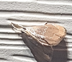 Hypena abalienalis