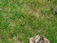 Rhagonycha fulva