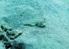 Ctenogobiops crocineus