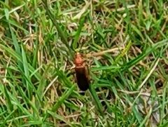 Rhagonycha fulva