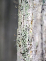 Chaenotheca trichialis