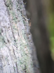 Chaenotheca trichialis