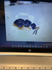 Aphanogmus