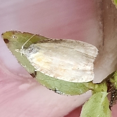 Acleris curvalana