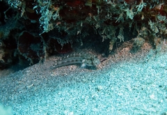 Gnatholepis cauerensis