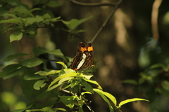 Adelpha iphiclus