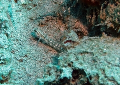 Gnatholepis cauerensis