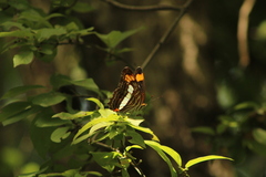 Adelpha iphiclus