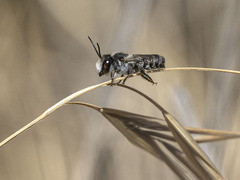 Megachile canariensis
