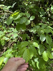 Casearia guianensis