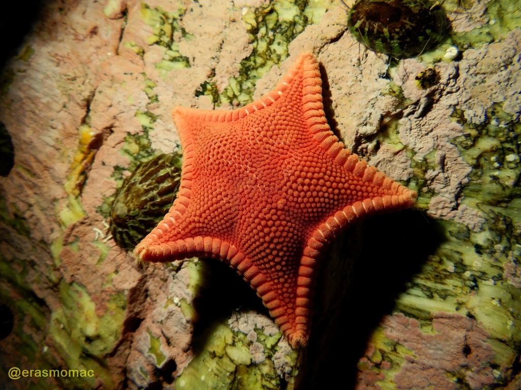 Tooth Star