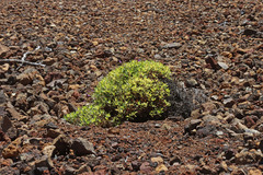 Penstemon fruticosus fruticosus