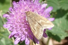 Pyrausta aerealis