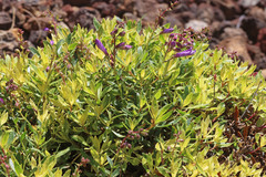 Penstemon fruticosus fruticosus