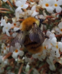 Bombus pascuorum