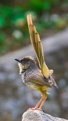 Prinia crinigera