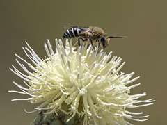 Colletes dimidiatus