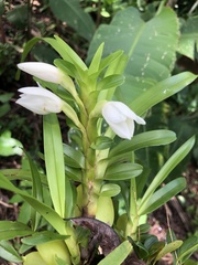 Maxillaria lutescens
