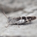 Red-winged Grasshopper - Photo (c) Johannes Merz, some rights reserved (CC BY-NC-ND), uploaded by Johannes Merz