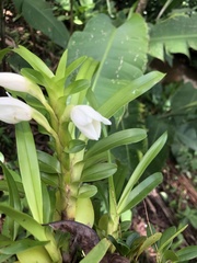 Maxillaria lutescens