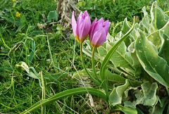 Tulipa saxatilis