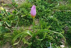 Tulipa saxatilis