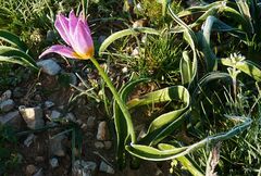 Tulipa saxatilis