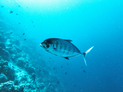 Ferdauia ferdau
