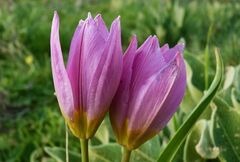 Tulipa saxatilis