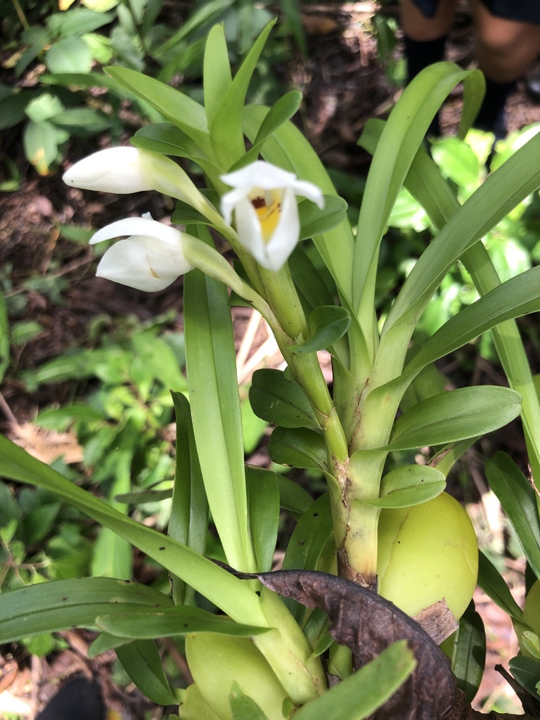 Maxillaria lutescens