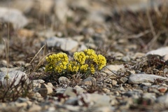 Draba corymbosa