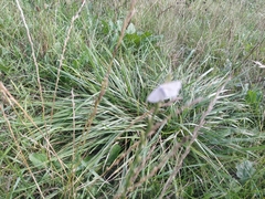 Udea lutealis