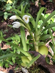 Maxillaria lutescens