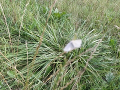 Udea lutealis
