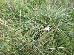 Udea lutealis
