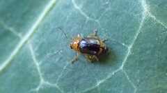 Cryptocephalus pusillus