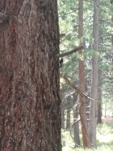 iNaturalist observation photo of White-headed Woodpecker