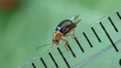 Cryptocephalus pusillus