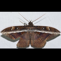 Hemeroblemma opigena