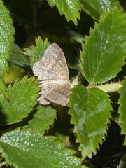 Cyclophora maderensis