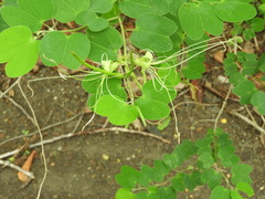 Bauhinia pauletia