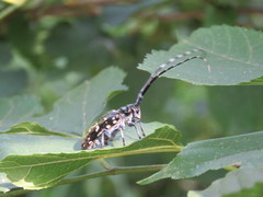 Anoplophora