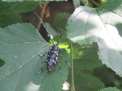 Anoplophora chinensis