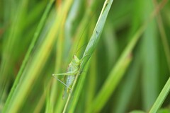 Orchelimum gladiator