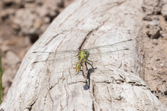 Ophiogomphus severus