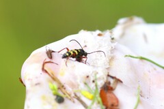 Typocerus sparsus