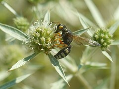 Cerceris tuberculata