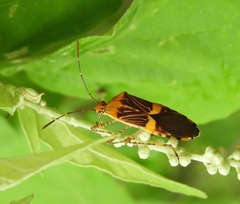 Hypselonotus lineatus