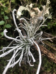 Exobasidium parvifolii