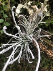 Exobasidium parvifolii